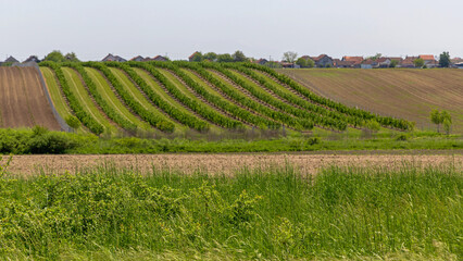 Crops Field Hill