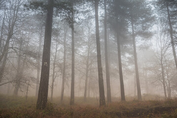 Cold foggy morning in forest Sicily, Italy