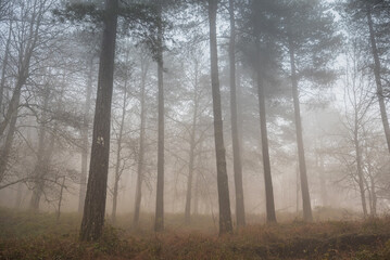 Fototapeta premium Cold foggy morning in forest Sicily, Italy