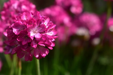 pinke Blume