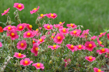Obraz na płótnie Canvas Pink Helianthemum rock rose ''Ben Ledi' in flower
