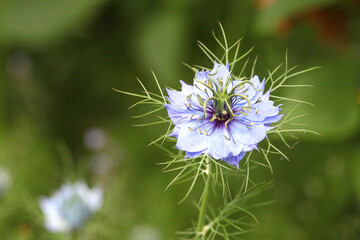 Blue Nigella damascena Albion Black Pod 'love-in-a-mist' flowers in bloom