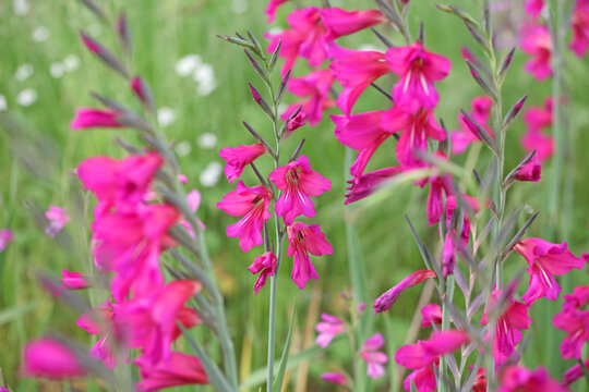 Gladiolus communis, or the common corn flag in flower.