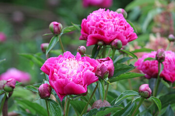 Pink Paeonia lactiflora in flower.