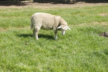 Mouton dans une prairie
