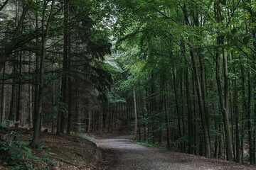 green Forest