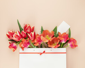Beautiful bouquet of tulips in a white gift paper bag in a pink background with space for text. Holiday flower composition with red tulips and congratulation card with empty space. Flat lay