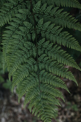 large fern leaves