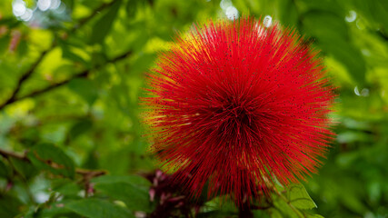 Powder-Puff Plant