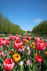 Obraz premium colorful tulips in teh sunny day in the park with blue sky