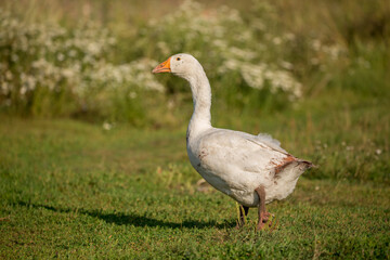 Naklejka na ściany i meble Geese and ducks walk on the grass in a green meadow in the pasture. Livestock raising and farming in the village.