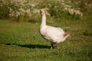 Geese and ducks walk on the grass in a green meadow in the pasture. Livestock raising and farming in the village.