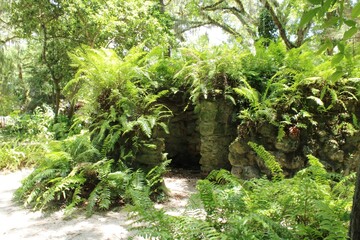 Stone and ferns