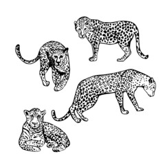  Jaguar . Sketch  illustration.