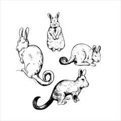 Viscacha. Sketch  illustration.