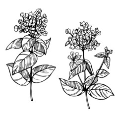 Sketch flowers. Vector illustration.