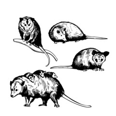 Opossum.  Sketch  illustration.
