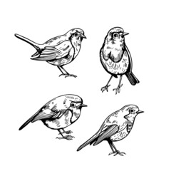 Fototapeta premium Robin. Sketch illustration.