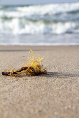 Flotsam