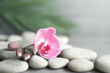 Fototapeta na wymiar Composition with spa stones, orchid pink flower on grey background.