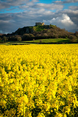 The Rock of Dunamase over  a field of rapeseed, Laois, Ireland