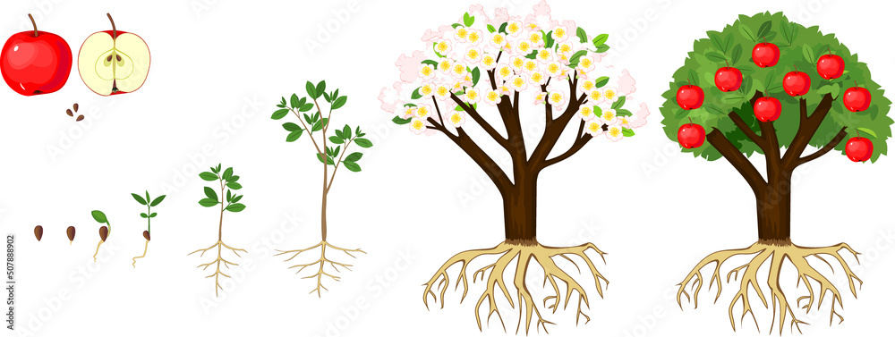 Sticker life cycle of apple tree isolated on white background. plant growing from seed to apple tree with ri - Stickers