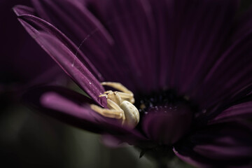 A spider lurks in the middle of a purple flower