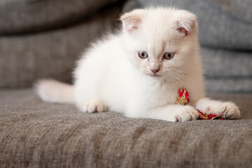 white small cat playing with candy wrapper at home. Pet having fun on couch. Curious animal.Scottish Fold kitty. The cat is playing
