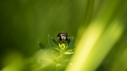 Cheerful cute spider runs on the grass, incredible wildlife