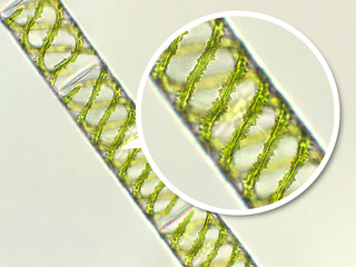 Spirogyra sp. green algae under microscopic view x40 - Chlorophyta