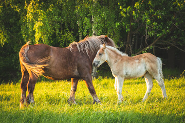 Konie © Katarzyna