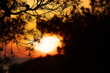 Detail from the Adriatic coast Croatia. View through the pine branches of the setting sun. Summer vacation scenery.