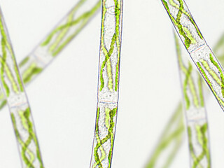 Naklejka premium Spirogyra sp. green algae under microscopic view x40 - Chlorophyta