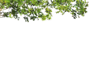 Tree branch flower Photo Overlays, Summer spring painted frame s, Photo art, png