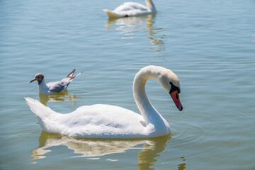 Graceful white Swan swimming in the lake, swans in the wild. Portrait of a white swan swimming on a lake.