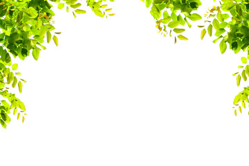 Tree branch flower Photo Overlays, Summer spring painted frame s, Photo art, png