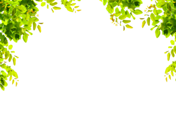 Tree branch flower Photo Overlays, Summer spring painted frame s, Photo art, png