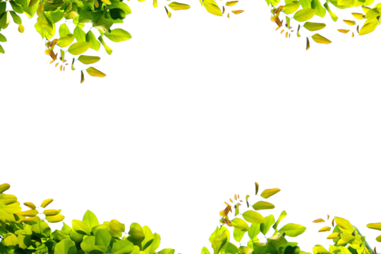 Tree branch flower Photo Overlays, Summer spring painted frame s, Photo art, png