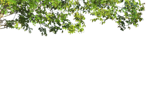 Tree branch flower Photo Overlays, Summer spring painted frame s, Photo art, png
