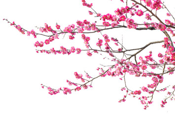 Tree branch flower Photo Overlays, Summer spring painted overlays, Photo art, png - Powered by Adobe