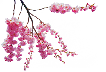 Tree branch flower Photo Overlays, Summer spring painted overlays, Photo art, png