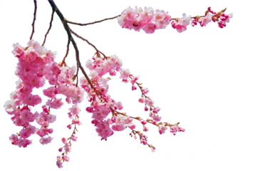 Fotobehang Tree branch flower Photo Overlays, Summer spring painted overlays, Photo art, png © Daria