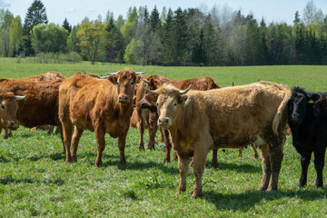 Cows in a pasture in the middle of a green landscape. Latvia