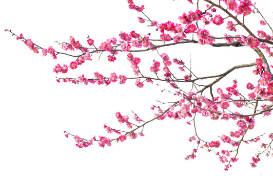 Fototapeta Tree branch flower Photo Overlays, Summer spring painted overlays, Photo art, png