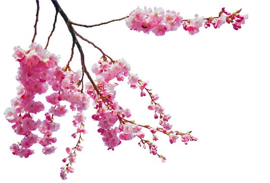 Tree branch flower Photo Overlays, Summer spring painted overlays, Photo art, png