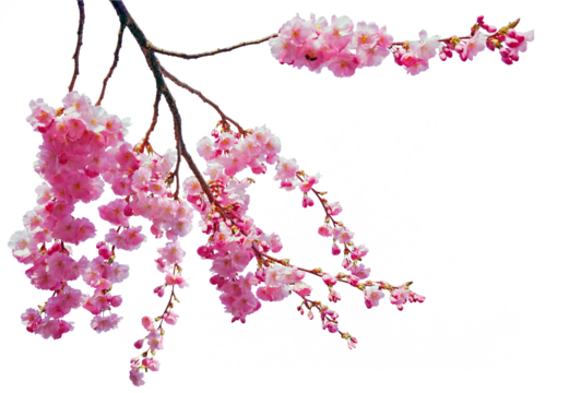 Tree branch flower Photo Overlays, Summer spring painted overlays, Photo art, png