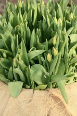 Obraz premium tulips in the garden