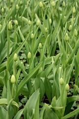 Tulips in the garden