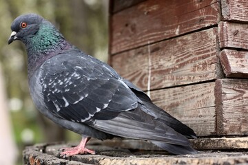 Grey pigeon at the feeder on the tree