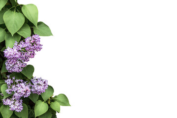 Lilac flower on transparent background. Floral of spring lilac flowers. Delicate lilac flowers as a...
